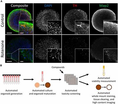 Cell-Type-Specific High Throughput Toxicity Testing in Human Midbrain Organoids